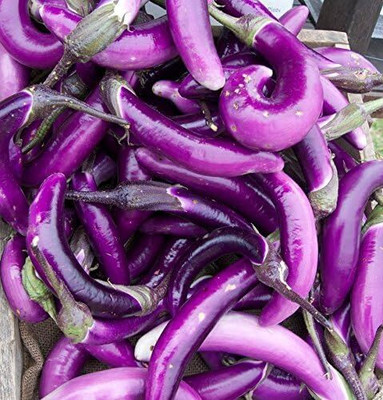 KNESSiN F1 Hybrid Brinjal Seeds-[5gm] Seed(1000 per packet)