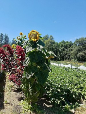 CYBEXIS LX-47 - Mongolian Giant Sunflower - (150 Seeds) Seed(150 per packet)