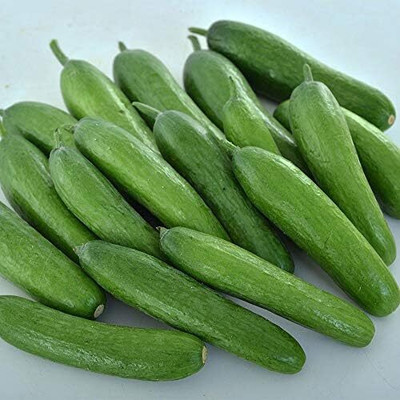 Qualtivate RES-3A Green Light F1 Cucumber, Delicious Mini Seed(300 per packet)