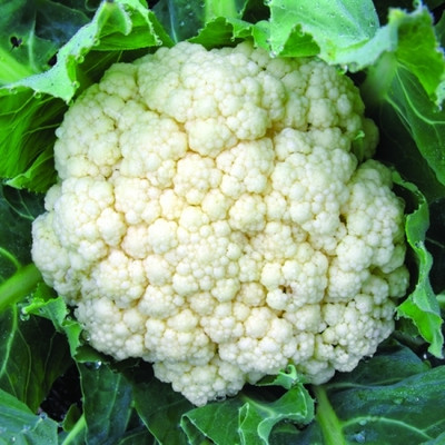 KNESSiN CLAPTON Cauliflower Seed(1250 per packet)
