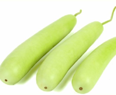 Quentova Bottle Gourd F1 Hybrid Sumant seeds-HQL Seed(75 per packet)