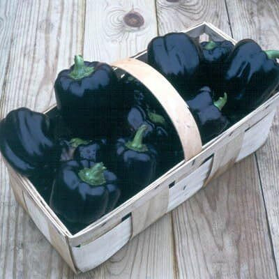 Biosnyg Open-Pollinated Purple Beauty Capsicum Seeds for Terrace Gardening-(400 Seeds) Seed(400 per packet)