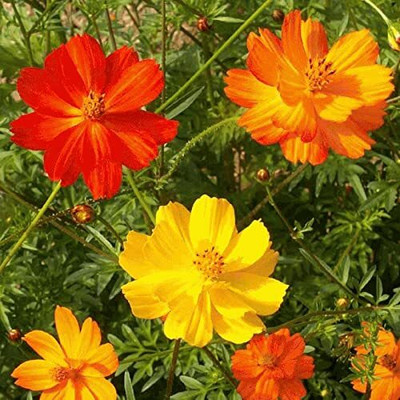 Qualtivate NDIR-130 COSMOS BRIGHT LIGHT MIXED FLOWER SEEDS Seed(25 per packet)
