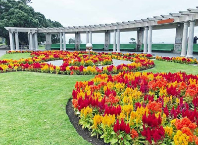 ZIXA COLORFUL CELOSIA Mix Flower Seed(100 per packet)