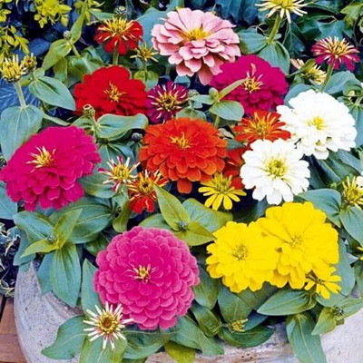 Lorvox hybrid mix colour zinnia folwer Seed(60 per packet)