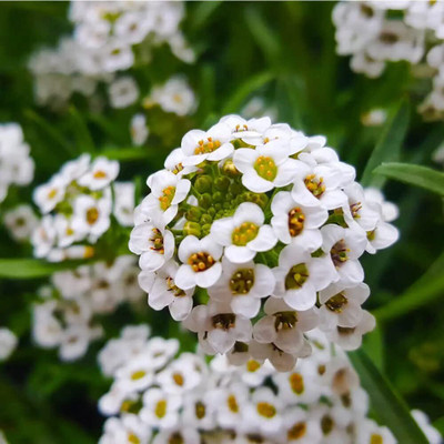 Lorvox Allysum Snow White, Allysum Seed(120 per packet)