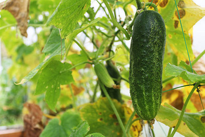 AFARTIOBINA 61 PCS CUCUMBER SEEDS Seed(61 per packet)