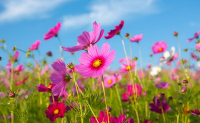 ZIXA Cosmos sulphureus Seed(40 per packet)