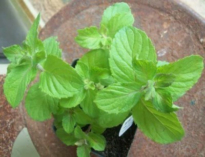 VibeX PUAS-43 - Apple Mint Mentha Rotundifolia - (450 Seeds) Seed(450 per packet)