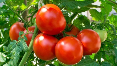 GREENSEA High-Yield Tomato Seeds for Home Garden, Fast Growing Seed(84 per packet)