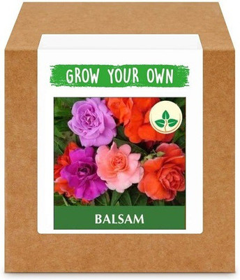 CYBEXIS Balsam400 Seeds Seed(400 per packet)