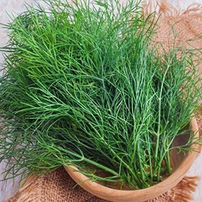 CYBEXIS VXI-87 - Dill Alligator Giant - (2250 Seeds) Seed(2250 per packet)