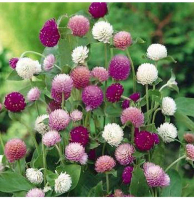 Quentova Globe amaranth, (Gomphrena globosa) Mixed-VS-2S Seed(60 per packet)