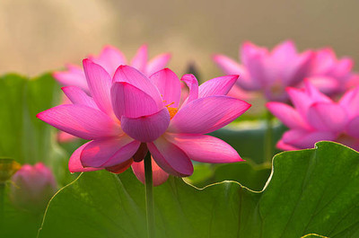 BM MUSHROOM lotus,kamal gatta Seed(11 per packet)