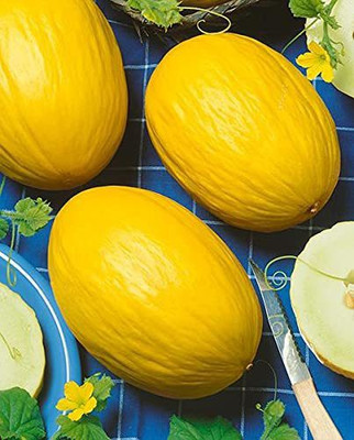 VibeX LX-64 - Musk Melon Golden (Orange Flesh) - (150 Seeds) Seed(150 per packet)