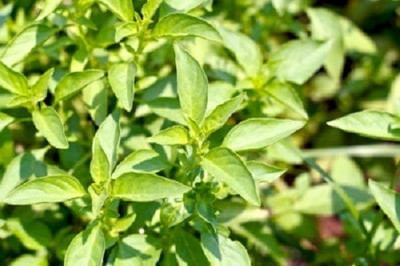 VibeX ® VMR-4 Mrs. Burns Lemon Basil Seeds Seed(1000 per packet)