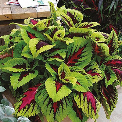 Aywal Coleus Rainbow Mix Flower Seeds For Kitchen Gardening Seed(100 per packet)