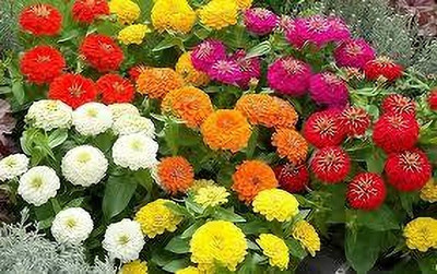 Dbbrothers zinnia seeds pack of 23 Seed(23 per packet)