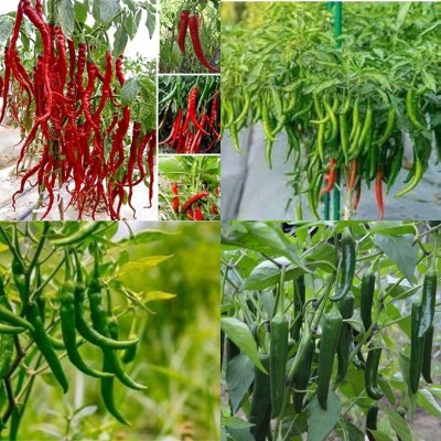 ibains Chilli seeds combo 420 Seed(420 per packet)