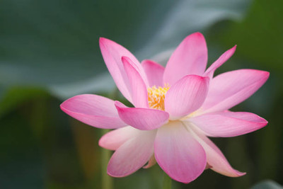 MOOFGA lotus,kamal gatta Seed(10 per packet)