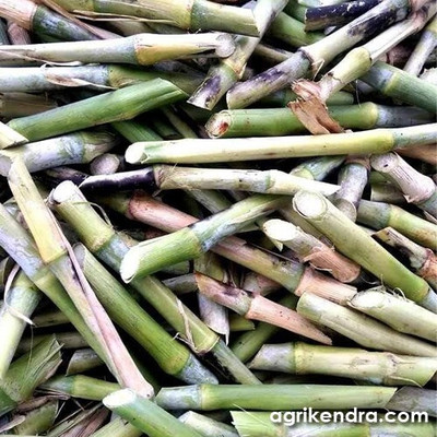 BDSresolve smart napier grass stick, napier grass for planting Seed(15 per packet)