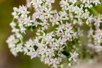 XOLDAA gypsophila flower Seed(25 per packet)