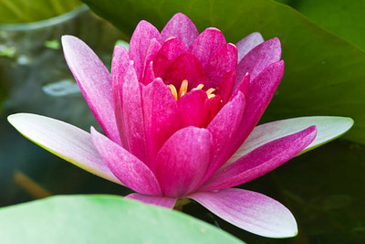 Kofy lotus,kamal gatta Seed(11 per packet)