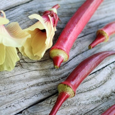 Quentova Burgundy Red Okra Seeds-LXI-6B Seed(200 per packet)