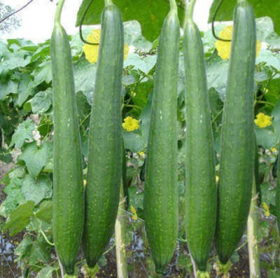 Kingdom Tori, Sponge Gourd, NENUA Seed(48 per packet)