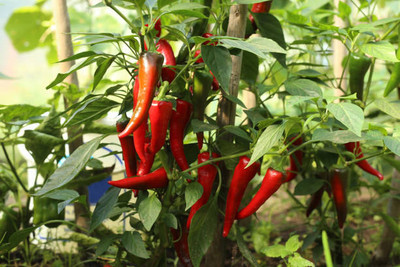 Kodali Hybrid F1 Chilli Seeds Pack Of 53 Seed(53 per packet)