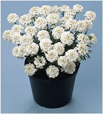 CYBEXIS Candytuft/Iberis sempervirens 'Snowflake' / Hardy Evergreen Perennial/Seeds Seed(50 per packet)