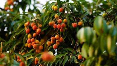 MAA LITCHI,LICHEE,LYCHEE Seed(11 per packet)