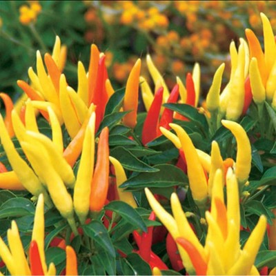 CYBEXIS Hybrid Yellow Chili Seeds2000 Seeds Seed(2000 per packet)