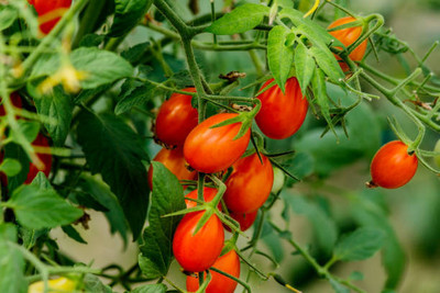 Unimart tomato Seed(145 per packet)