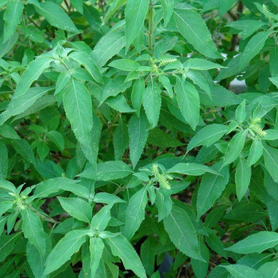 WILLVINE African Tree Basil Herb Seeds-[2000 Seeds] Seed(2000 per packet)