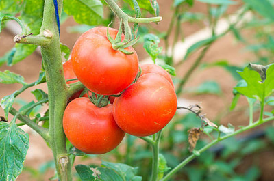 Flora Valley tomato Seed(85 per packet)