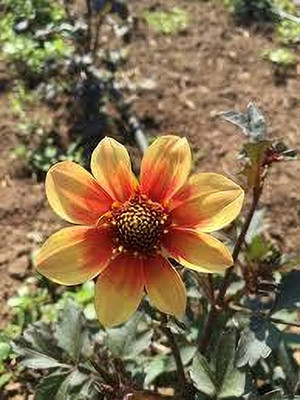 Seedsqlty Dahlia bulbs flower seeds garden, high germination (10 seeds) Seed(10 per packet)