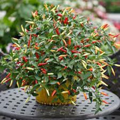 SeeGreen F1 Hybird Chilli Seeds, Green Chilli, Hot Paper Chilli, Organic Chilli Seed(150 per packet)