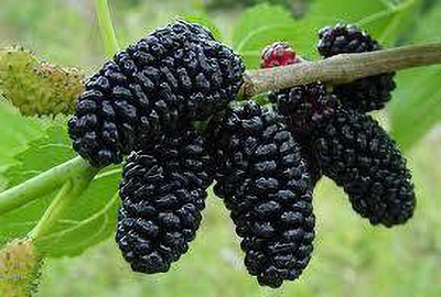 Oliver mulberry(shahatoot) fruit seeds Seed(139 per packet)