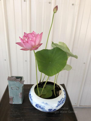 LPR LOTUS,KAMAL Seed(30 per packet)