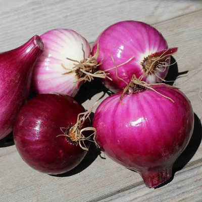 Quentova Red Burgundy Onion-RAJ-5K Seed(250 per packet)