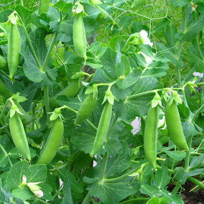 VibeX ® VLR-505 Progress No. 9 Pea Garden Seeds Seed(50 per packet)