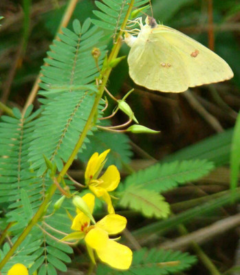 Qualtivate PUA-9A Partridge Pea Seeds Seed(200 per packet)