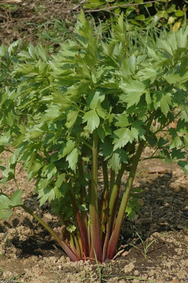 VibeX LX-30 - Lovage Herb - (2250 Seeds) Seed(2250 per packet)