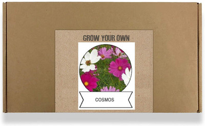 CYBEXIS Cosmos Sunny Flower Seeds100 Seeds Seed(100 per packet)