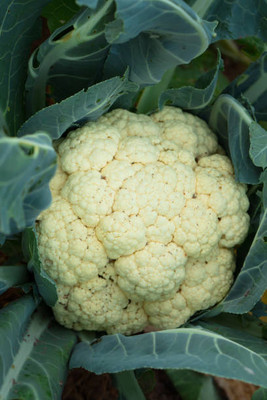 AK AGRO HYBRID SEEDS white cauliflower,gobhee seeds Seed(5 per packet)