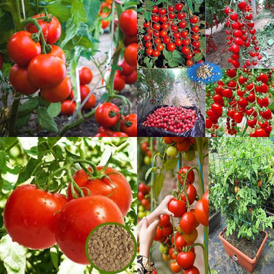 ibains Small tomato seed pack of 320 Seed(320 per packet)