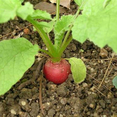 KNESSiN XIV-27 Round Red Redish Seed(200 per packet)