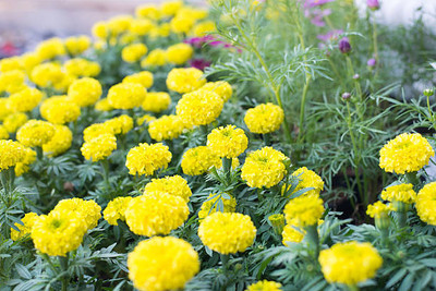 Radhakrishna marigold,gende ka phool seeds Seed(20 per packet)