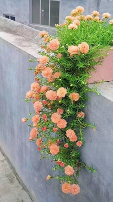 AMAJIT Portulaca seeds,Moss Rose flower seeds,9 o clock flower seeds,Sun Rose seeds, Seed(50 per packet)